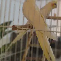 یک جفت عروس هلندی مولد استهبان