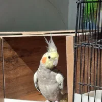 عروس هلندی گمشده