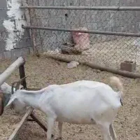 فروش بز|حیوانات مزرعه|بندر کنگان, |دیوار