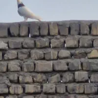 طوقی