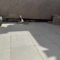 طوقی سرخ نر جوان|پرنده|سبزوار, توحیدشهر|دیوار