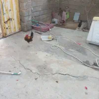 فروش خروس خوشگل و گلین|حیوانات مزرعه|باغ ملک, |دیوار