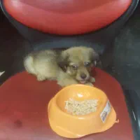 توله سگ ۲ماهه نژاد پودل|سگ|ری, دیلمان|دیوار