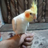 عروس هلندی