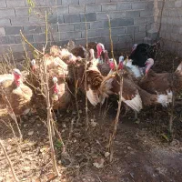 بوقلمون گوشتی ارگانیک|حیوانات مزرعه|ملکان, |دیوار