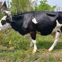 گاومونت.بلیارد صنعتی پرشیر