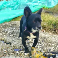 سگ نژاد خوب