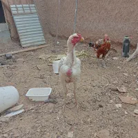 جوجه لاری|حیوانات مزرعه|قاسم‌آباد (خواف), |دیوار