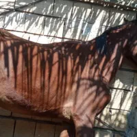 اسب نریون سن ۵ عرب قیمت ۱۸ملیون|اسب و تجهیزات اسب‌سواری|نرماشیر, |دیوار