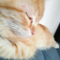 حیوان خانگی