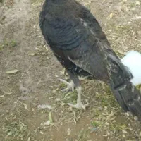بوقلمون ماده دوساله