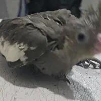 جوجه عروس هلندی وکوتوله برزیلی سرلاکی|پرنده|شیراز, شهرک رضوان|دیوار