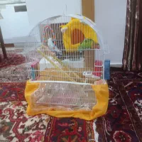 طوطی نر و ماده|پرنده|تبریز, |دیوار