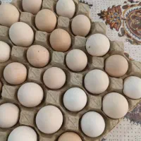 تخم نطفه دار ایام سمانی