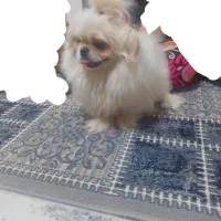 سگ پیکینیز امپریال|سگ|شیراز, رکنآباد|دیوار