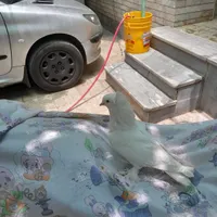 کبوتر سفید کاکولی پاپر|پرنده|اصفهان, فروردین|دیوار