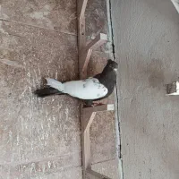 باسلام یک عدد سینه قهوه‌ای ماده بشرط تخم جوجه