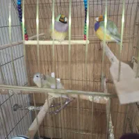 5 عدد فنچ گلدوین با قفس