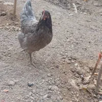 مرغ تخم گذار گلپایگانی|حیوانات مزرعه|پیر بکران, |دیوار