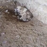 سگ ماده الابای درشت سنگین وزن ۵ روزه شد زایمان کرد