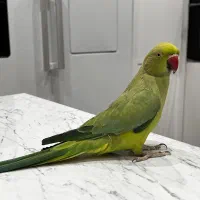 طوطی ملنگو نر|پرنده|خمینی‌شهر, |دیوار