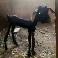 بزغاله