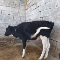 دو راس گوساله ماده نژاد دار|حیوانات مزرعه|جیرفت, |دیوار