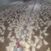 کارگر مرغداری