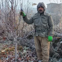 هرس کاری باغ|خدمات باغبانی و درختکاری|ترکمانچای, |دیوار