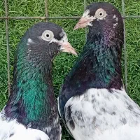 کبوترپاکستانی ست والا