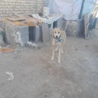 واگذاری