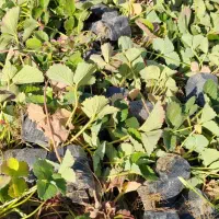 فروش نهال توت فرنگی پاروس