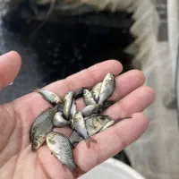 بچه کپور
