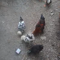 مرغ خروس لهستانی پاپر|پرنده|رودبار, |دیوار