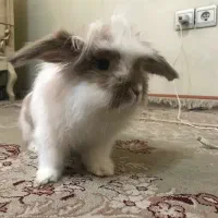 خرگوش لپی
