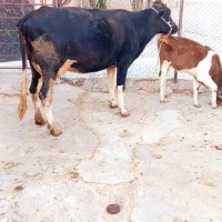 گاو با گوساله نر