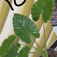 گل انواع وسایل منزل۸۰