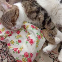 واگذاری گربه رایگان|گربه|بیرجند, |دیوار