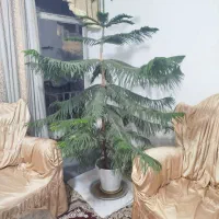 کاج مطبق