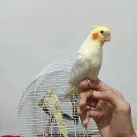 چهار تا عروس هلندی|پرنده|رشت, بازار|دیوار