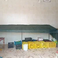 دوعدد تخت میوه فروشی|فروشگاه و مغازه|لوشان, |دیوار