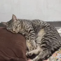 گربه نر|گربه|مشهد, رسالت|دیوار