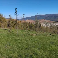 فروش باغ ۵۰۰۰ متری بهمراه زمین زعفران