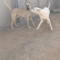 سرابی..نر|سگ|کاشان, راوند|دیوار