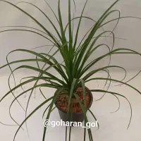گل آپارتمانی|گل و گیاه طبیعی|اصفهان, دستگرده|دیوار