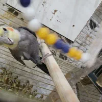 یک جفت عروس هلندی|پرنده|آبیک, |دیوار