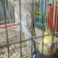 عروس هلندی|پرنده|تربت جام, اسماعیل آباد|دیوار