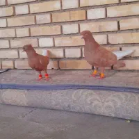 دمپاک‌نرماده
