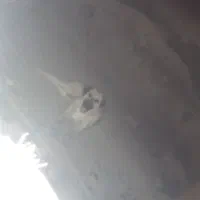 یک ماده پژدر سرابی