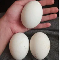 تخم غاز تازه فقط۵۰